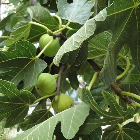 Vito Διαμέρισμα Τρογκίρ
