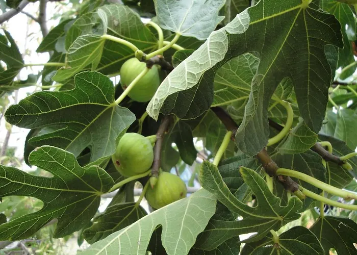 Vito Διαμέρισμα Τρογκίρ